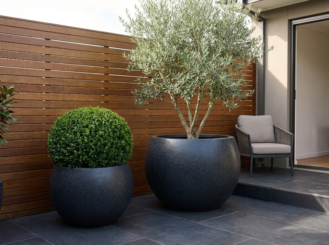 Aspen statement planter bowls in Onyx black terrazzo, both sizes planted with a silver-green Beschorneria and a clipped buxus ball against timber screening