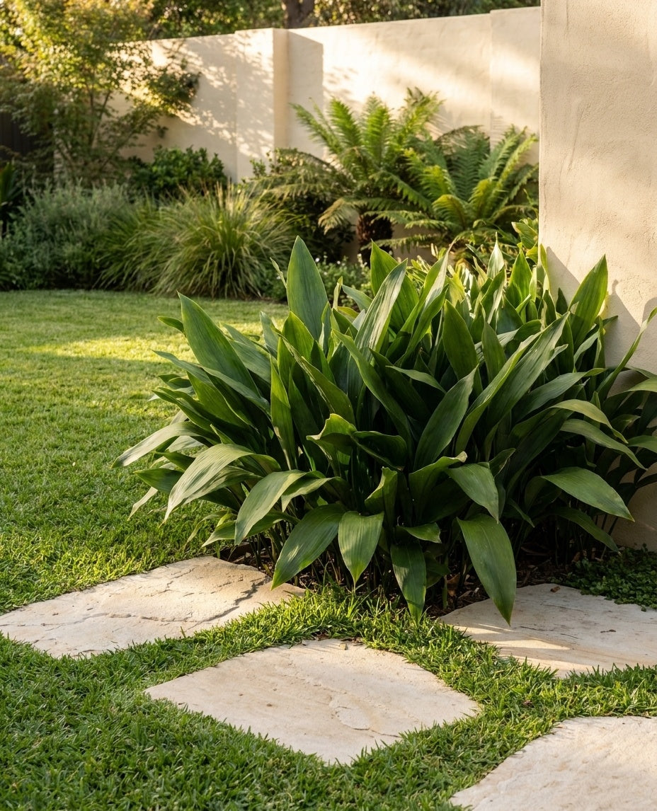 Aspidistra elatior planted between stepping pavers as a soft lawn alternative in an Adelaide garden.