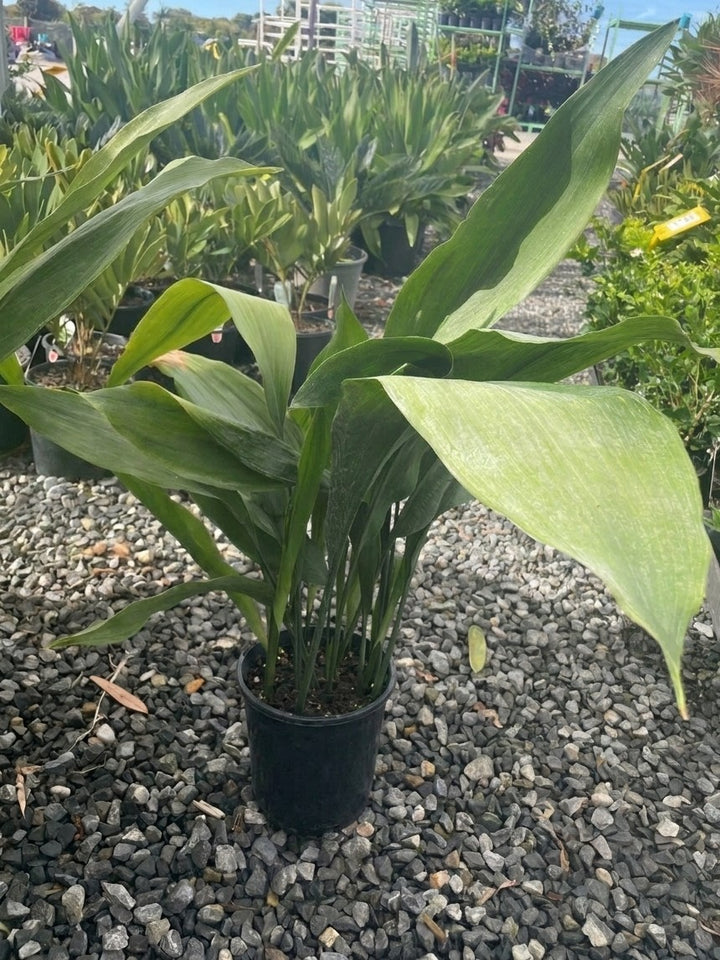 Aspidistra elatior 180mm Pot for sale Adelaide Plant Co