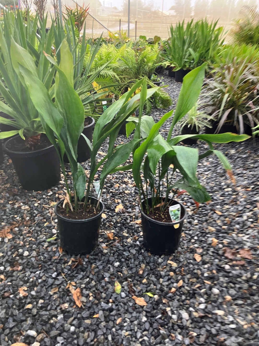 Aspidistra elatior 200mm Pot for sale Adelaide Plant Co