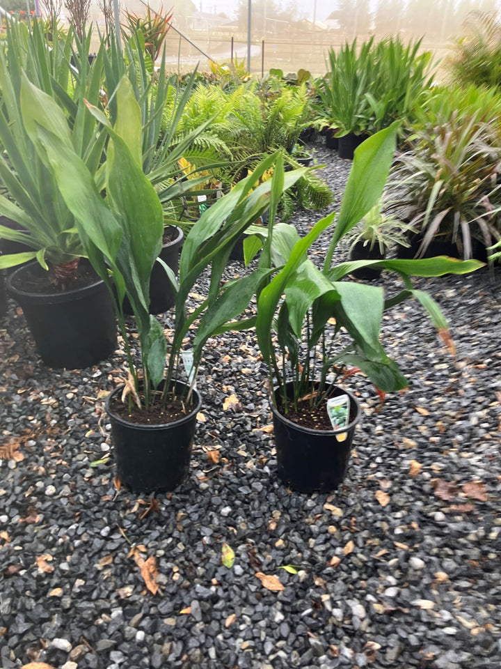 Aspidistra elatior 200mm Pot for sale Adelaide Plant Co