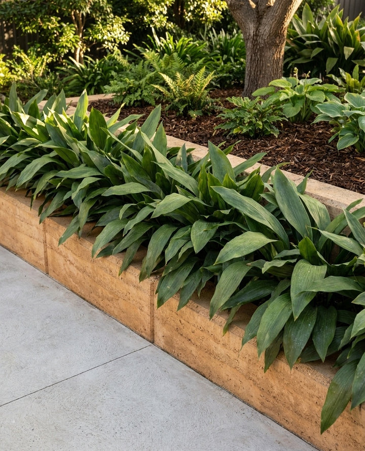 Aspidistra elatior massed as a groundcover spilling over a low retaining wall in an Adelaide garden.