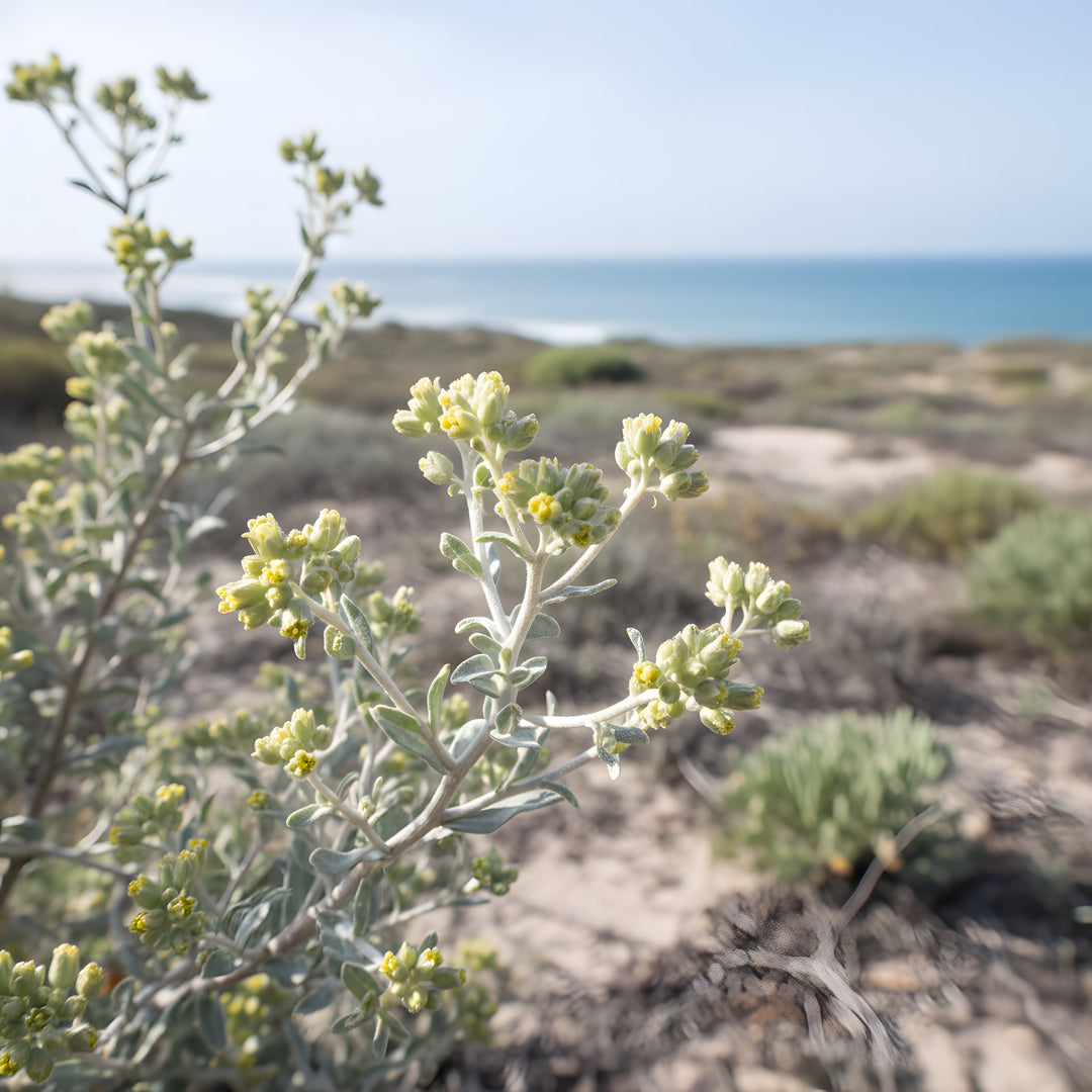 Atriplex cinerea 140mm Pot for sale Adelaide Plant Co