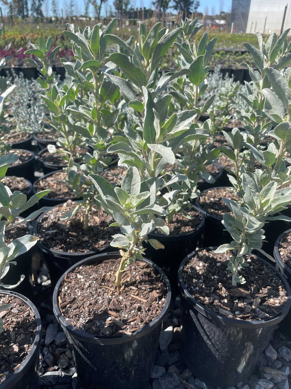 Grey Saltbush (Atriplex cinerea) | Adelaide Plant Co
