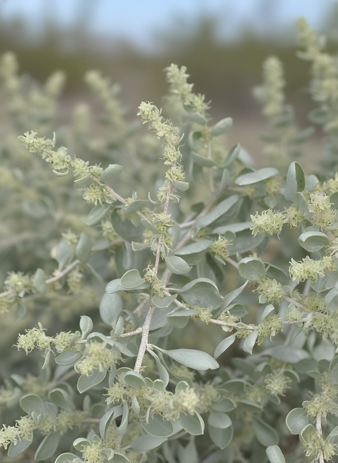 Atriplex nummularia 140mm Pot for sale Adelaide Plant Co