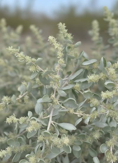 Atriplex nummularia 140mm Pot for sale Adelaide Plant Co