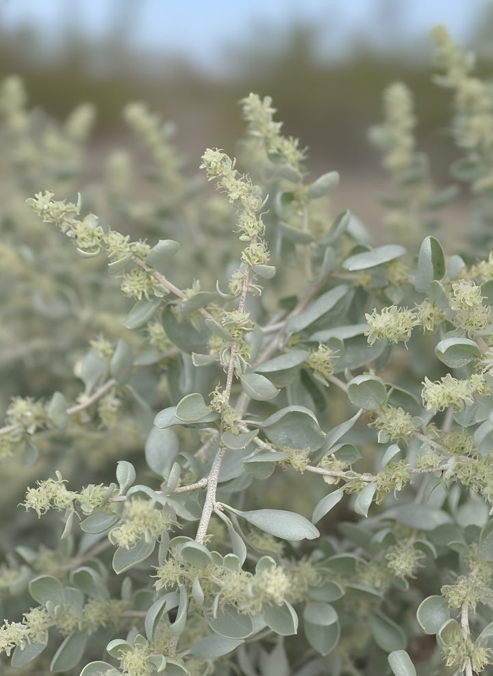 Atriplex nummularia 140mm Pot for sale Adelaide Plant Co