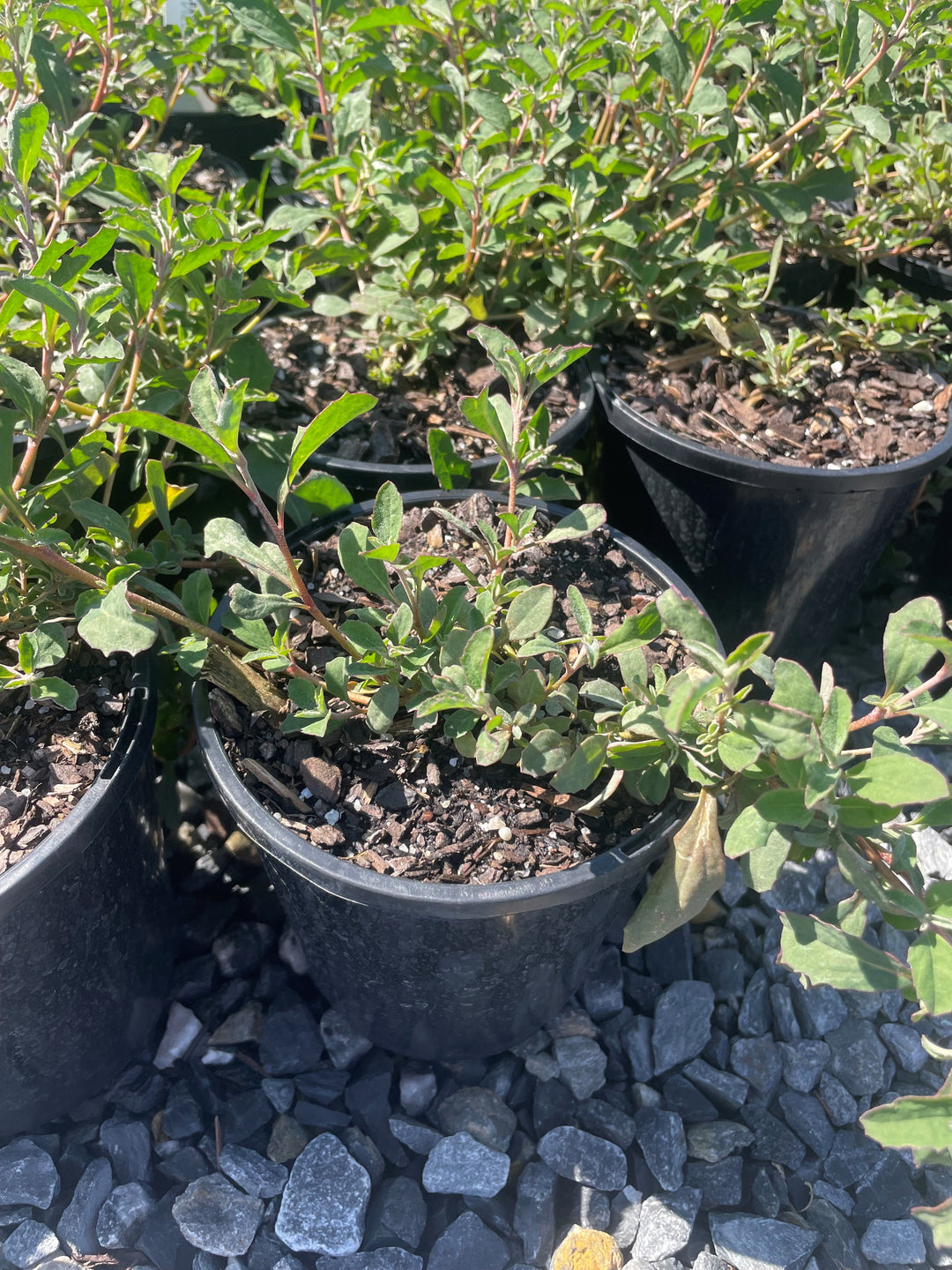 Atriplex semibaccata 140mm Pot for sale Adelaide Plant Co