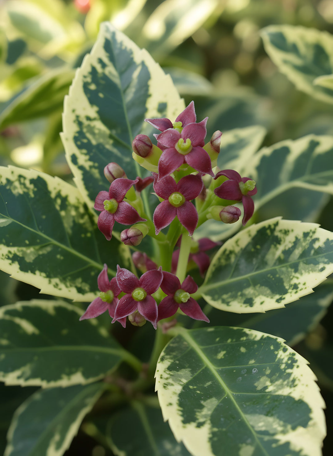 Aucuba japonica 'Variegata' 140mm Pot for sale Adelaide Plant Co