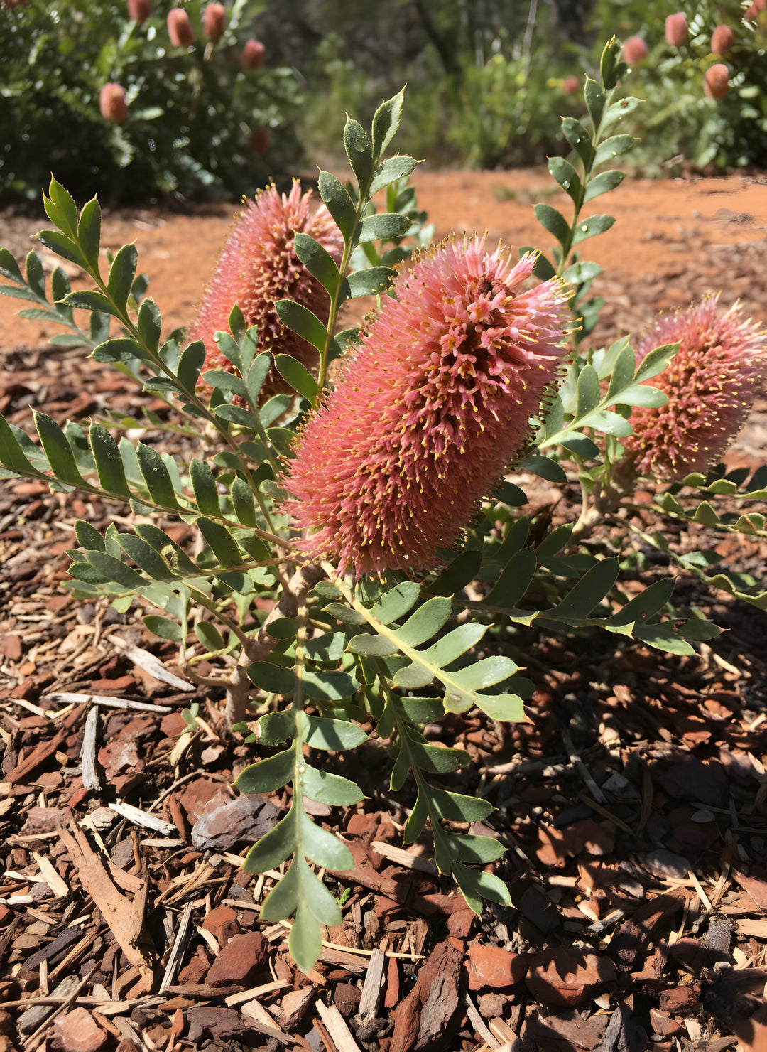 Banksia blechnifolia 140mm Pot for sale Adelaide Plant Co
