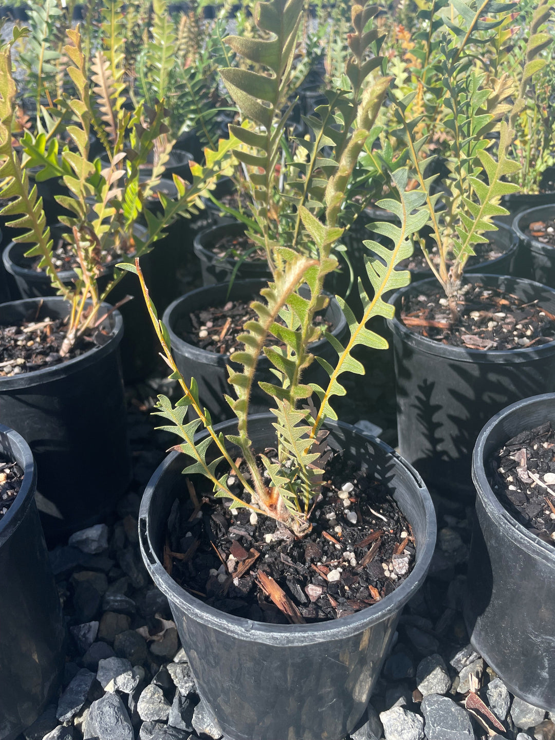 Banksia blechnifolia for sale Adelaide Plant Co