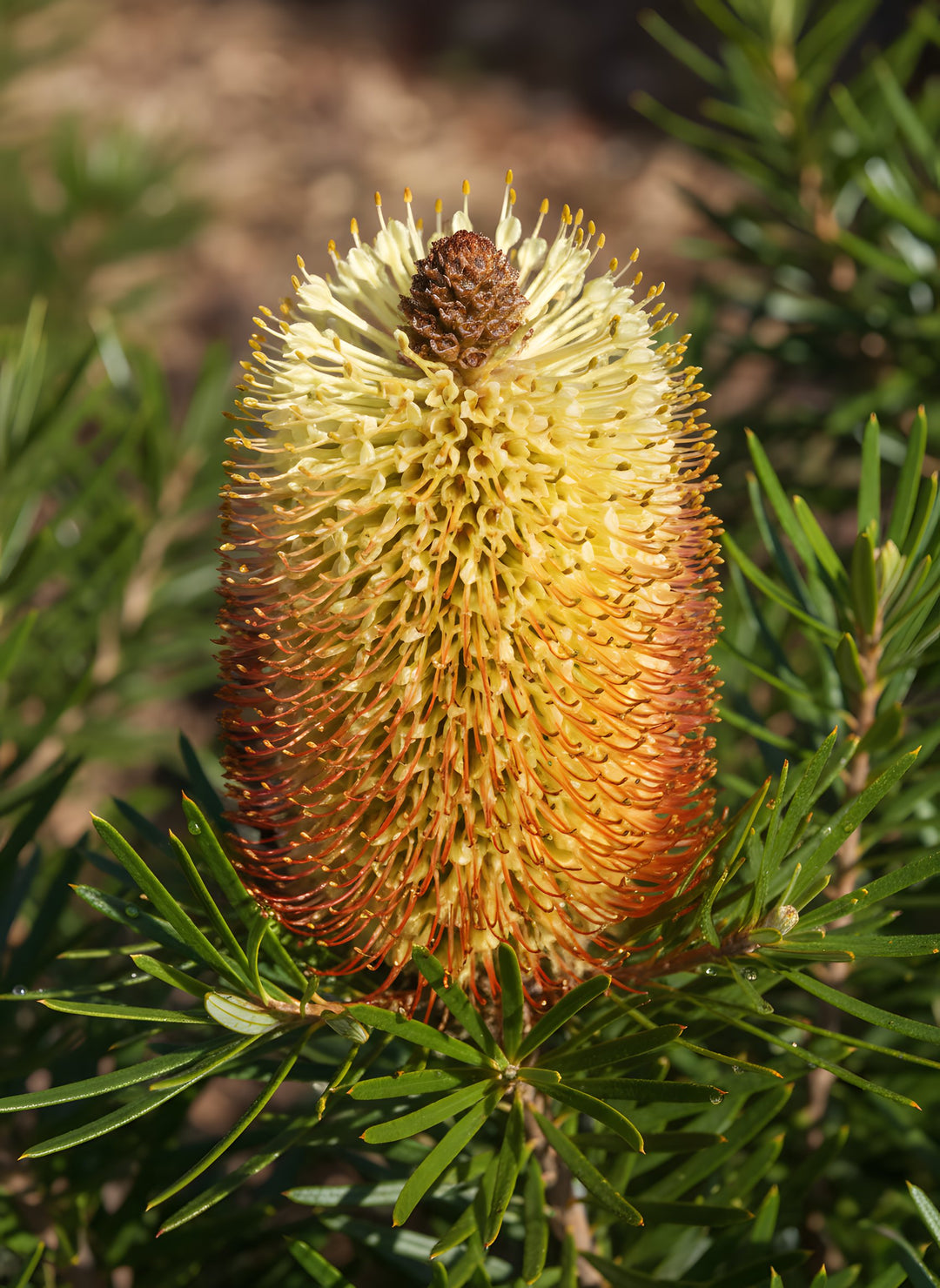 Banksia spinulosa 'Birthday Candles' 140mm Pot for sale Adelaide Plant Co