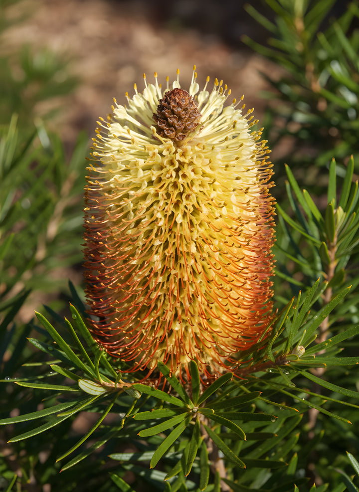 Banksia spinulosa &