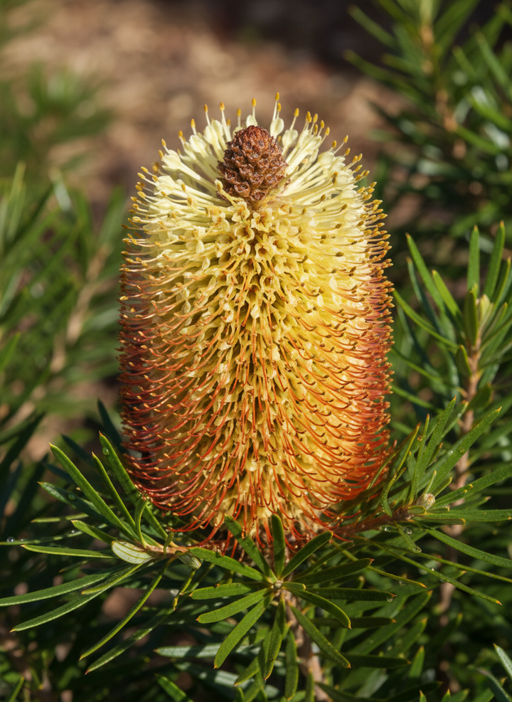 Banksia spinulosa &