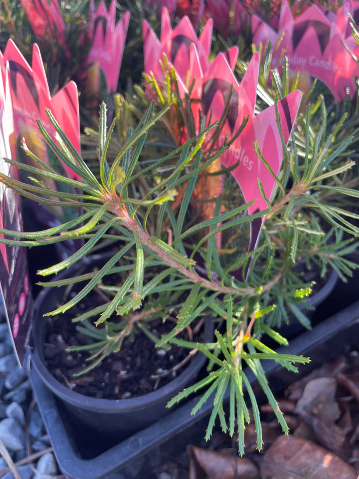 Banksia spinulosa &