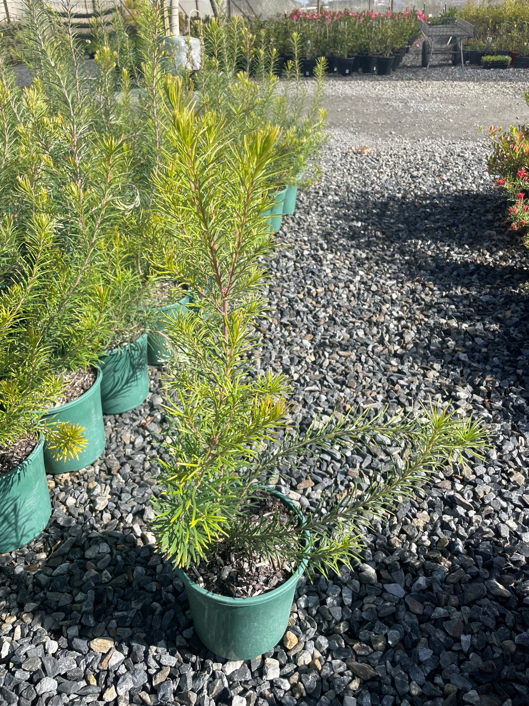 Banksia Ericifolia x Spinulosa &