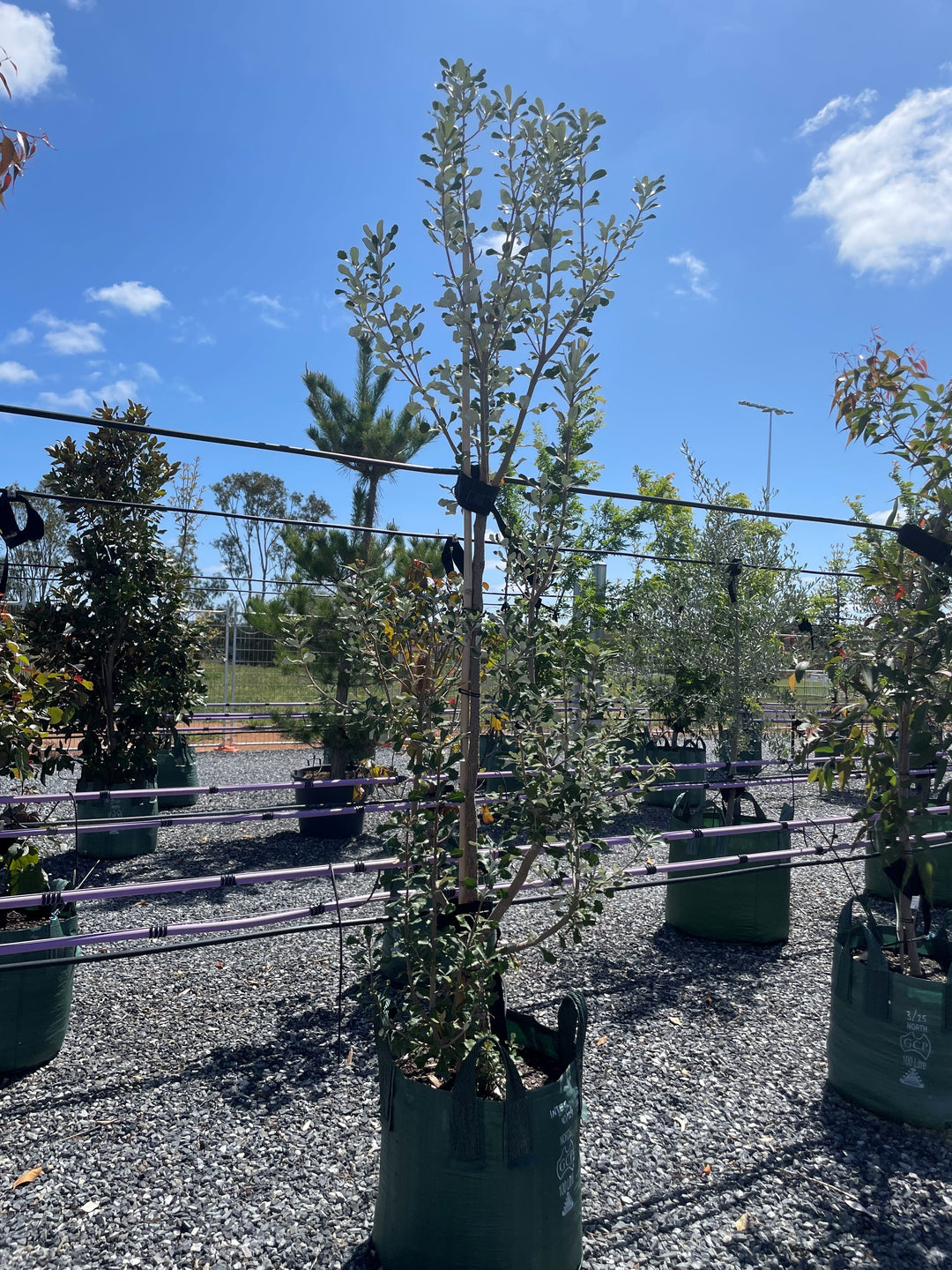 Banksia Integrifolia