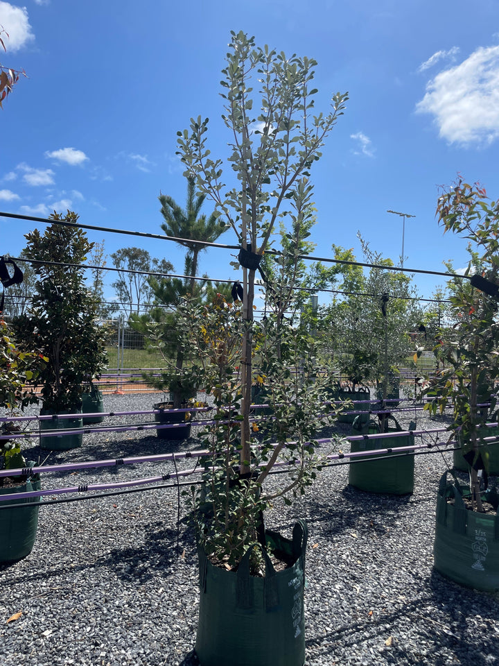 Banksia Integrifolia