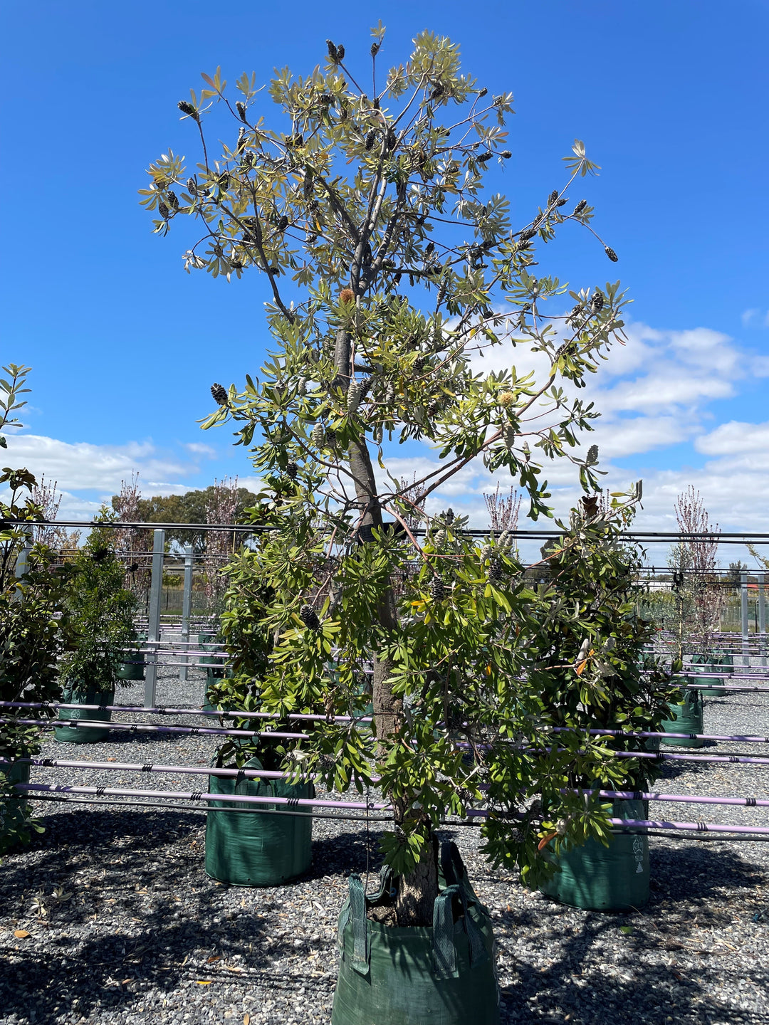 Banksia Integrifolia