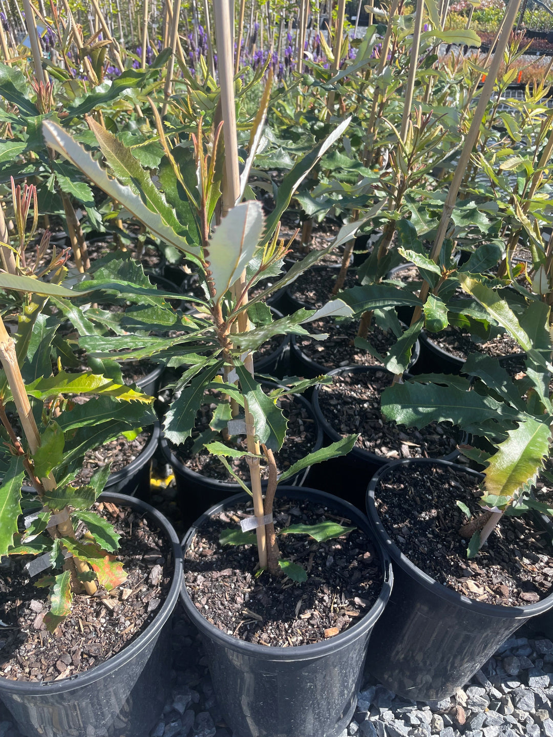 Banksia Integrifolia