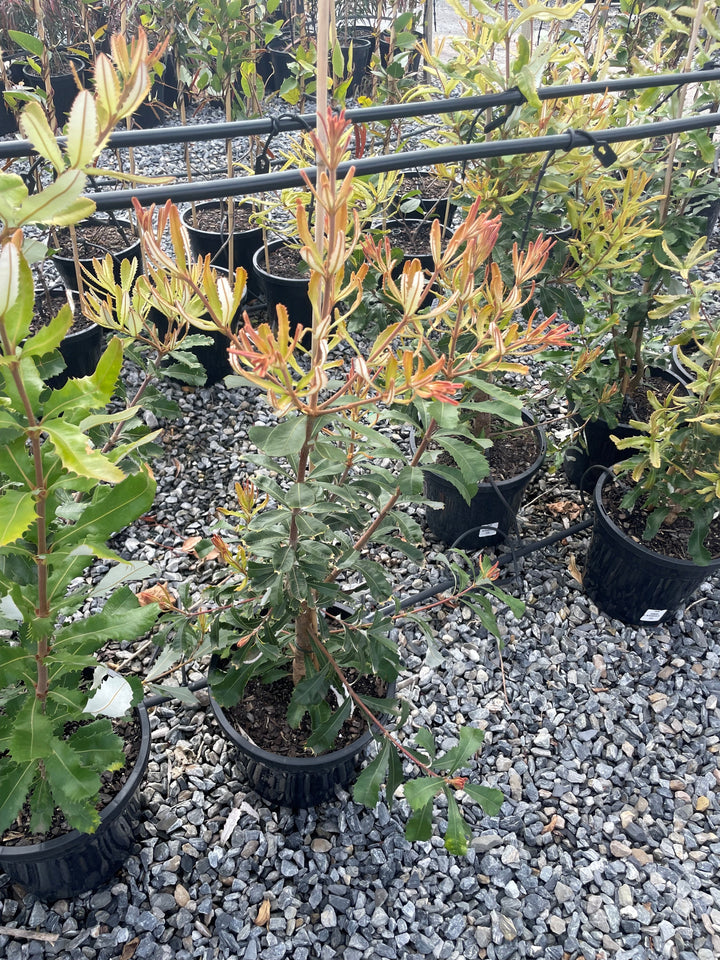 Banksia Integrifolia