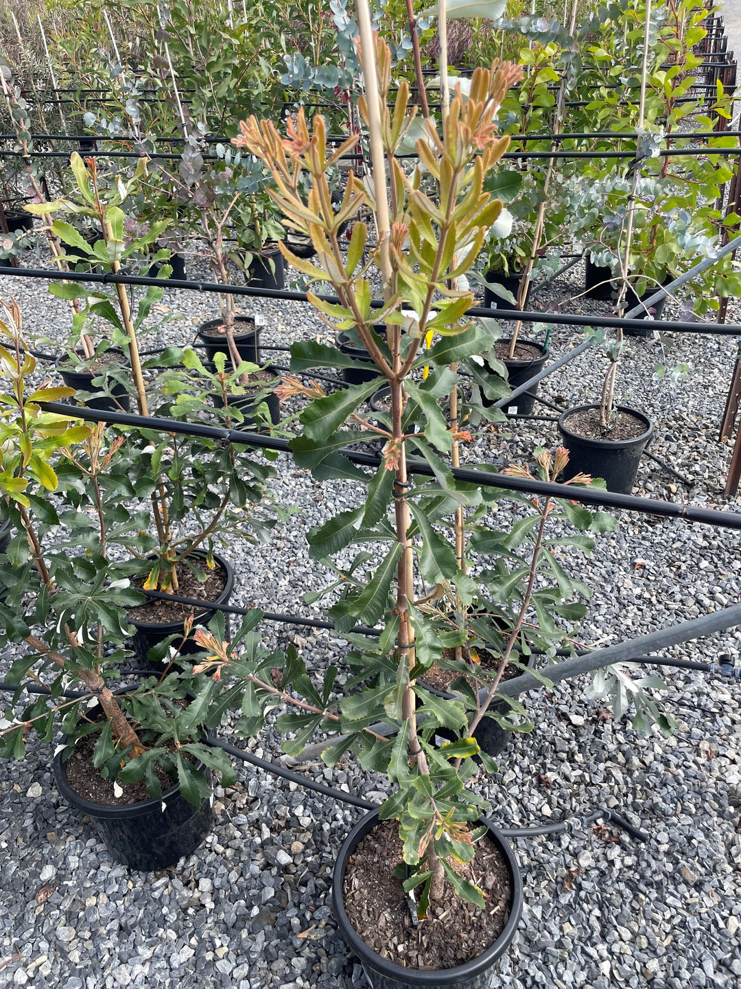 Banksia Integrifolia