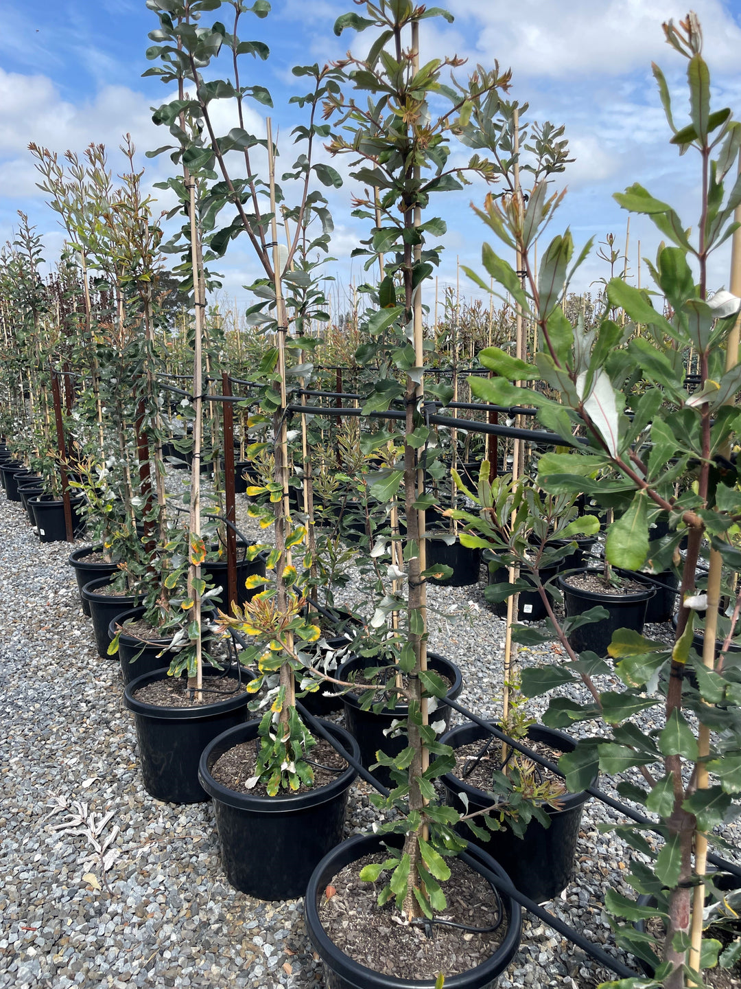 Banksia Integrifolia