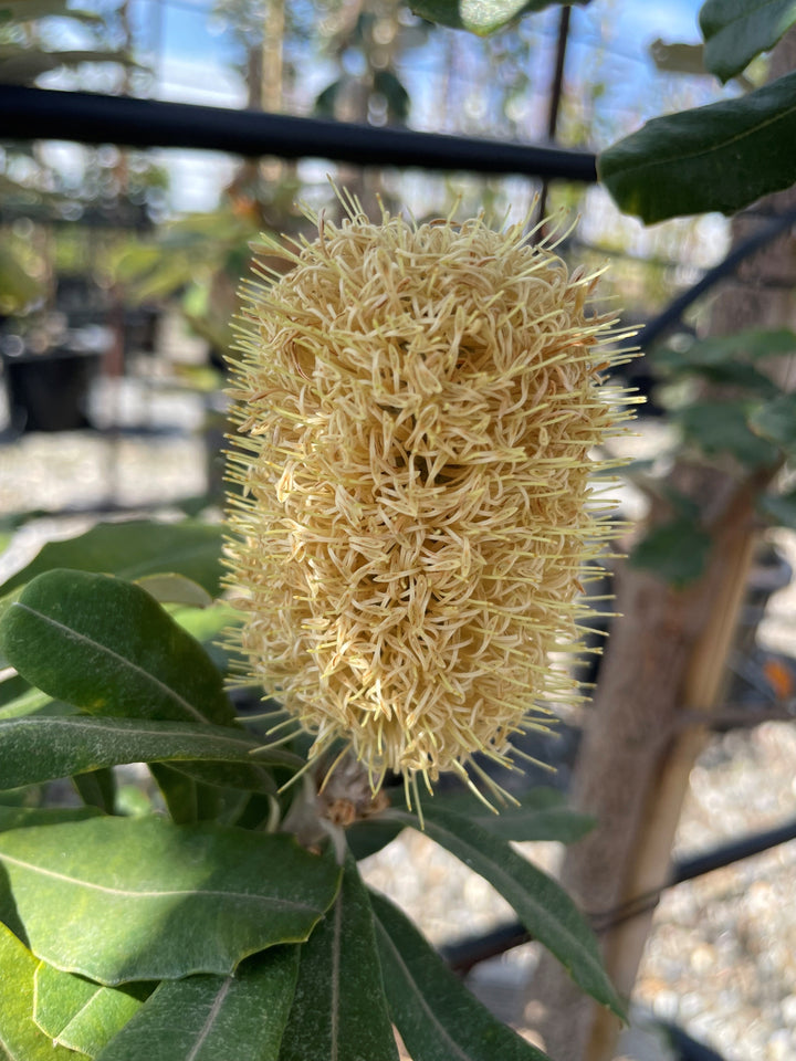 Banksia Integrifolia
