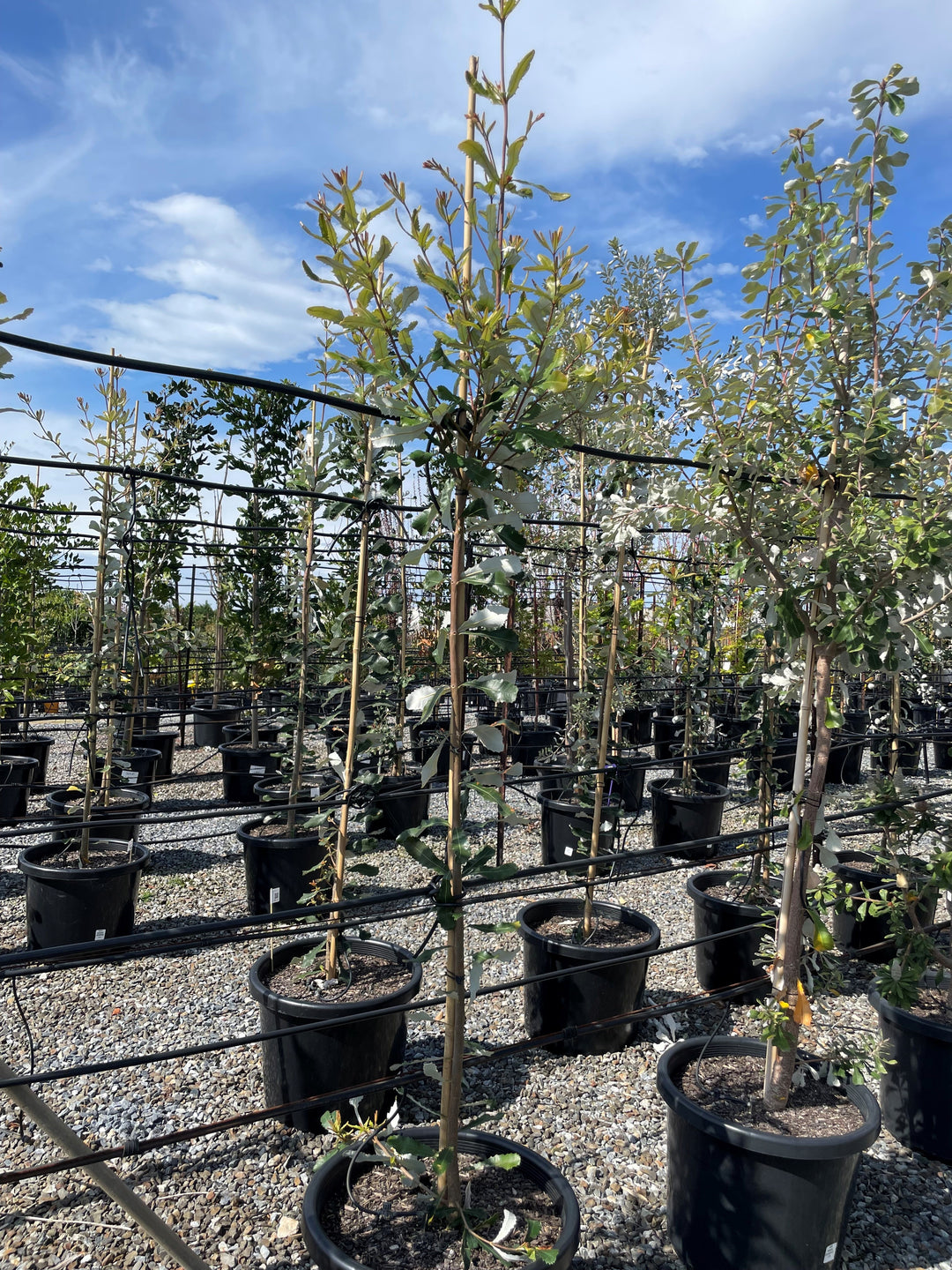 Banksia Integrifolia