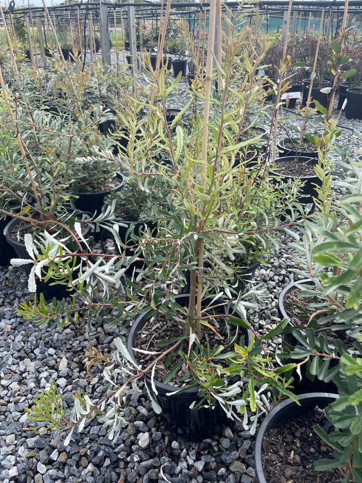 Banksia Marginata