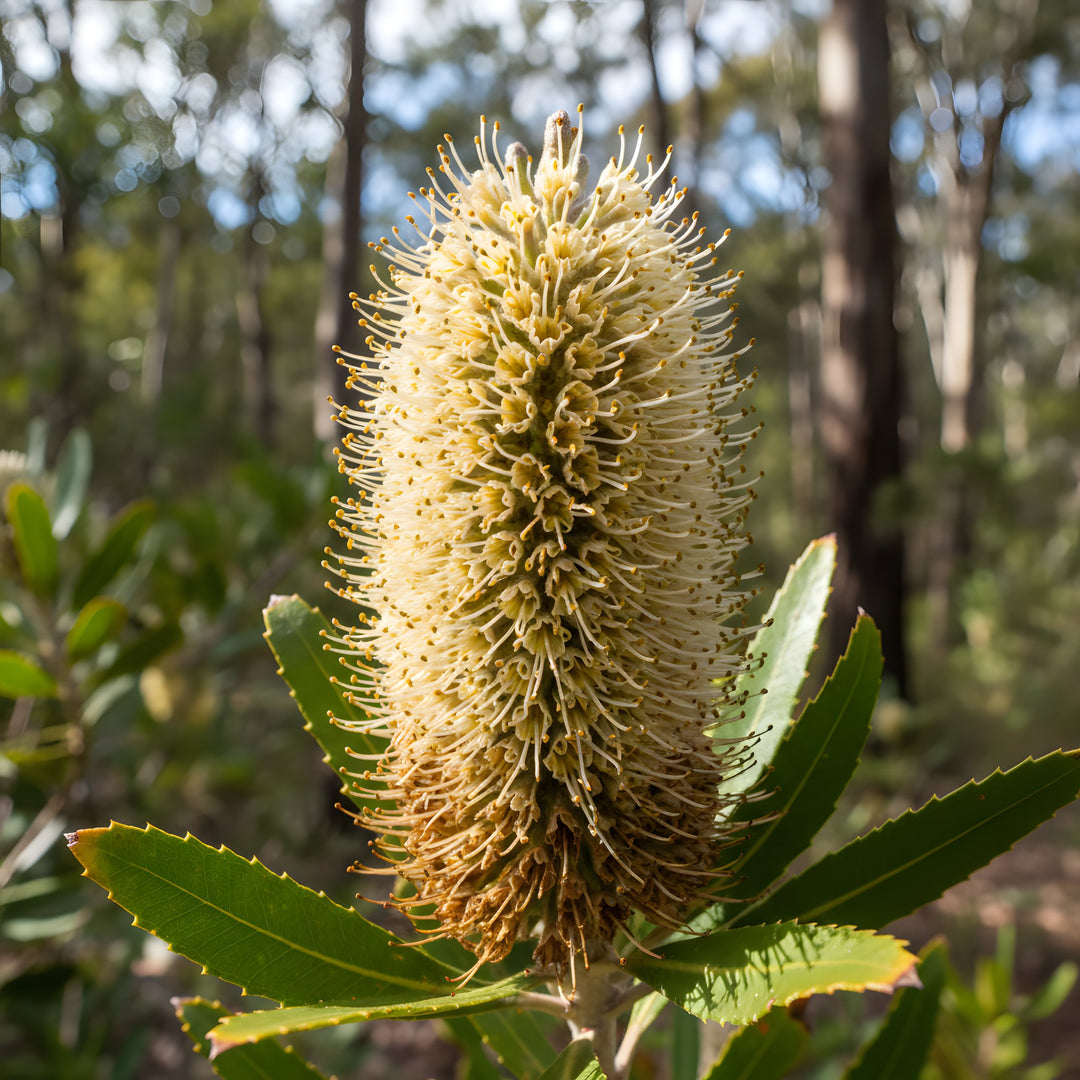 Banksia Marginata 140mm Pot for sale Adelaide Plant Co