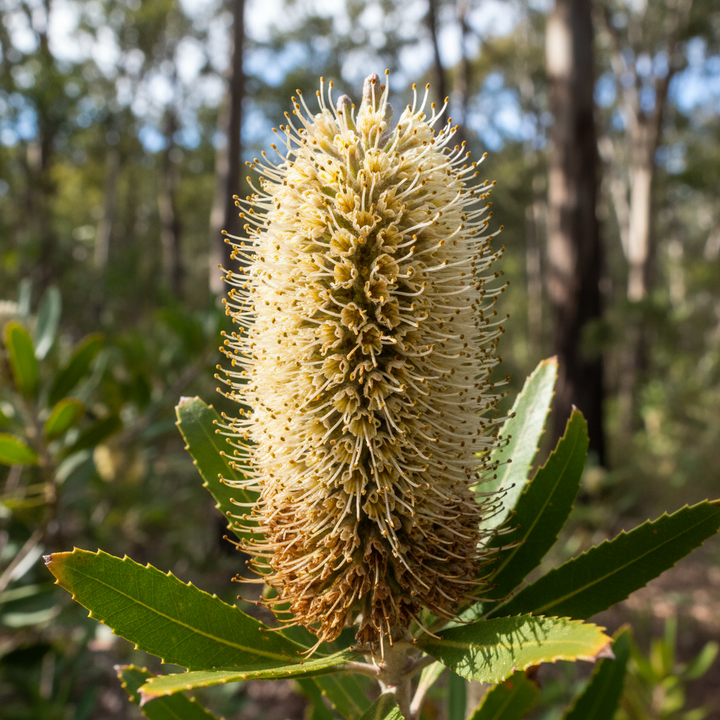 Banksia Marginata