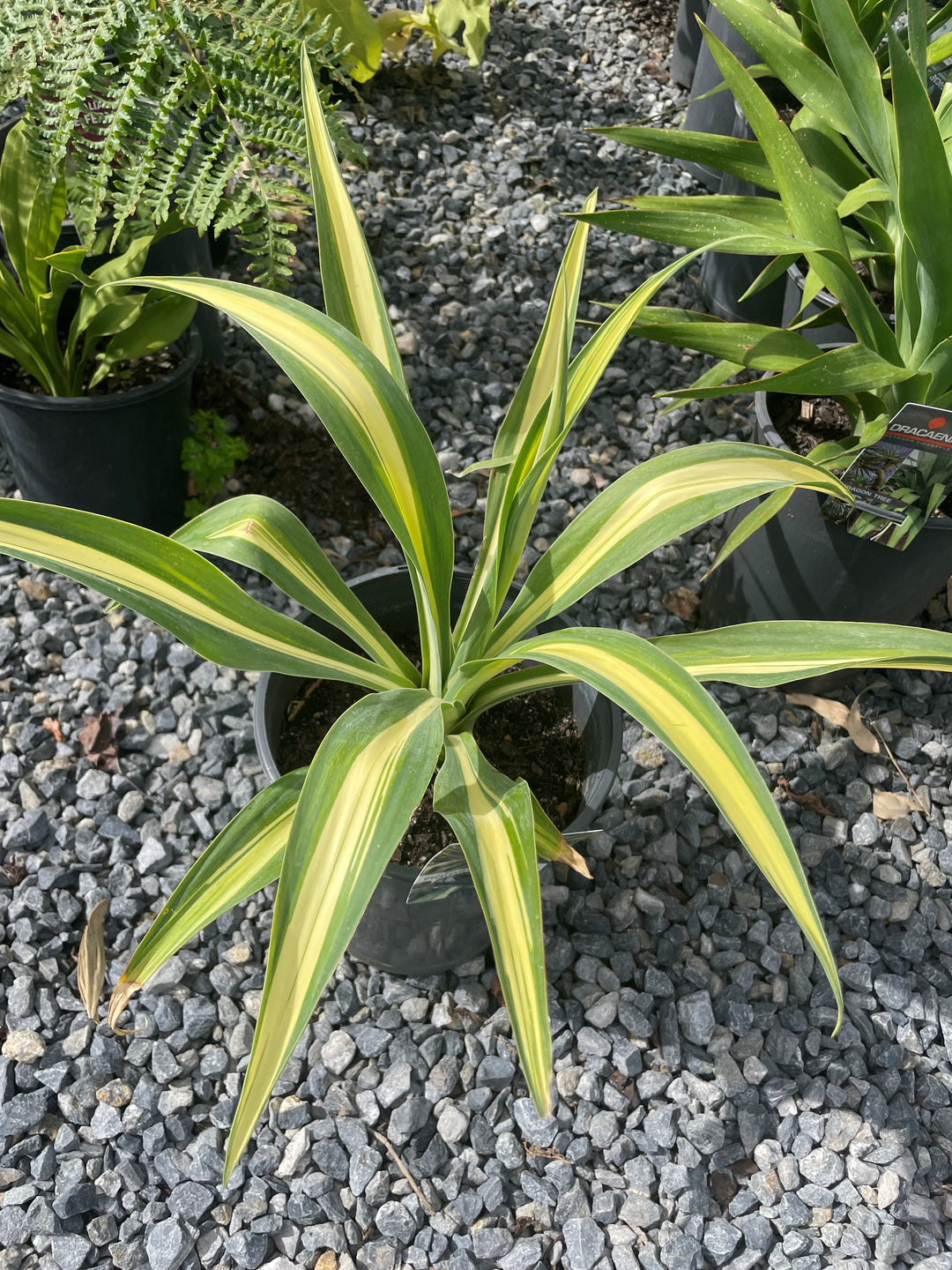 Beschorrneria Yuccoides 'Flamingo Glow'