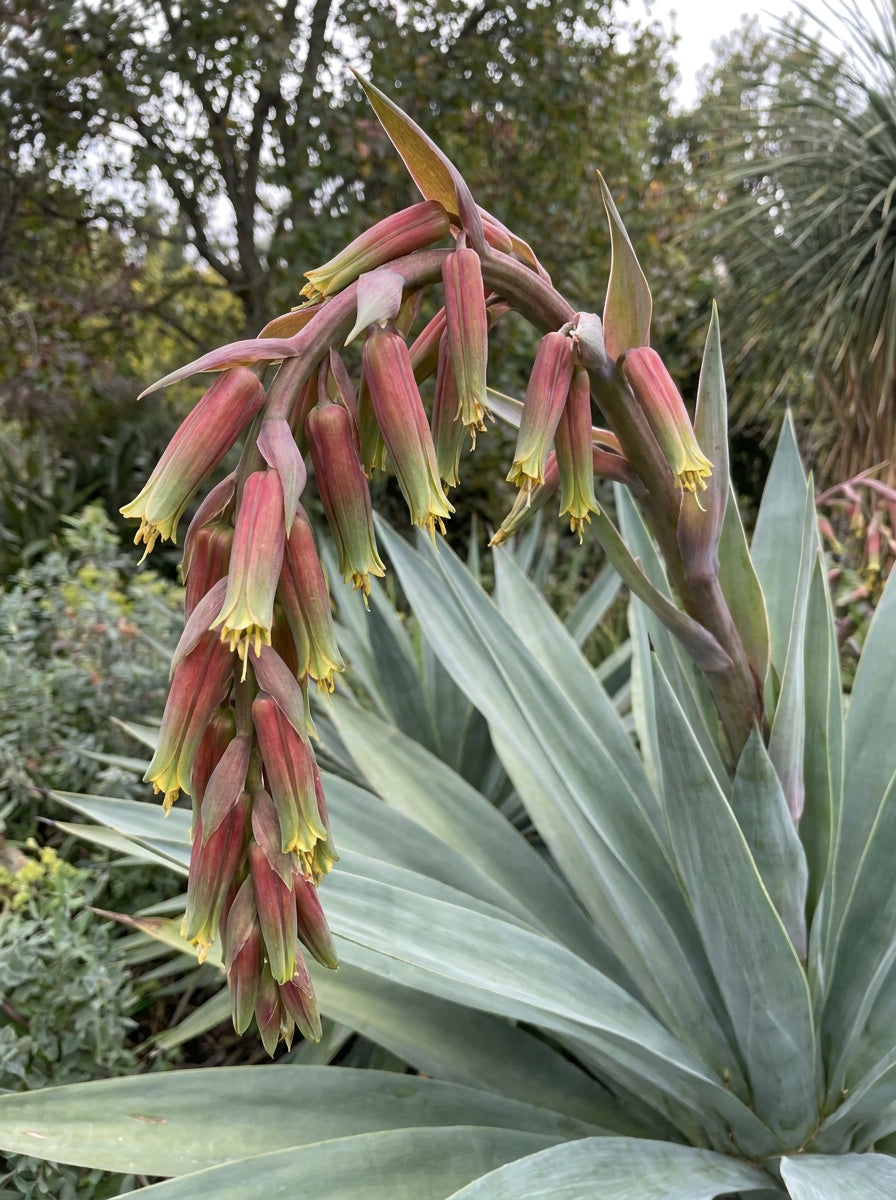 Beschorneria yuccoides 300mm Pot for sale Adelaide Plant Co