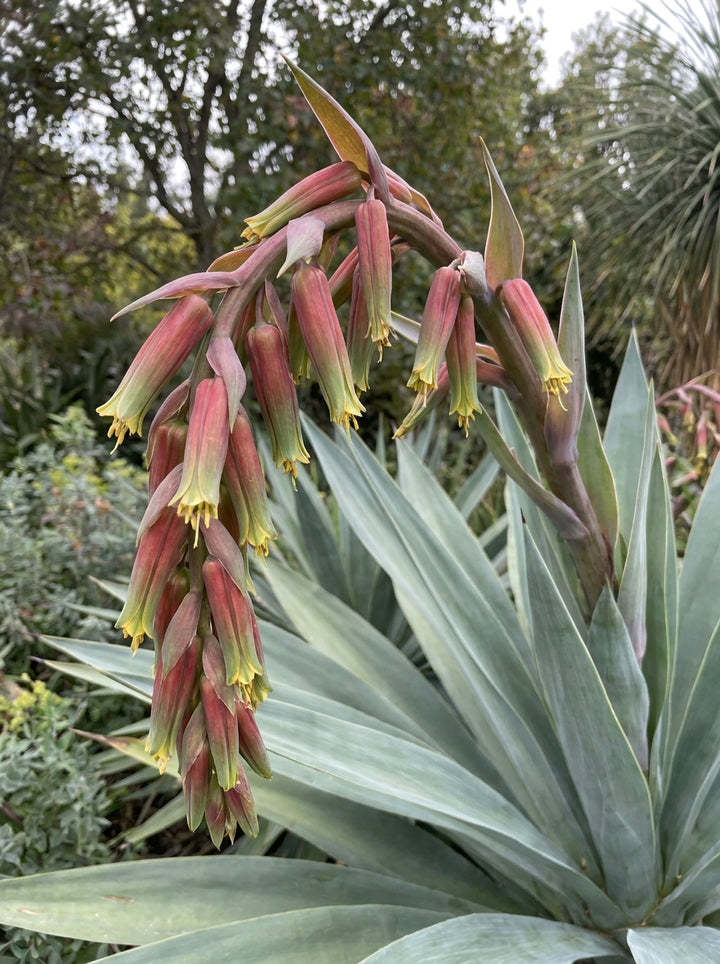 Beschorneria yuccoides 300mm Pot for sale Adelaide Plant Co