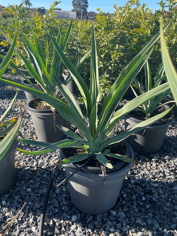 Beschorneria yuccoides 300mm Pot for sale Adelaide Plant Co