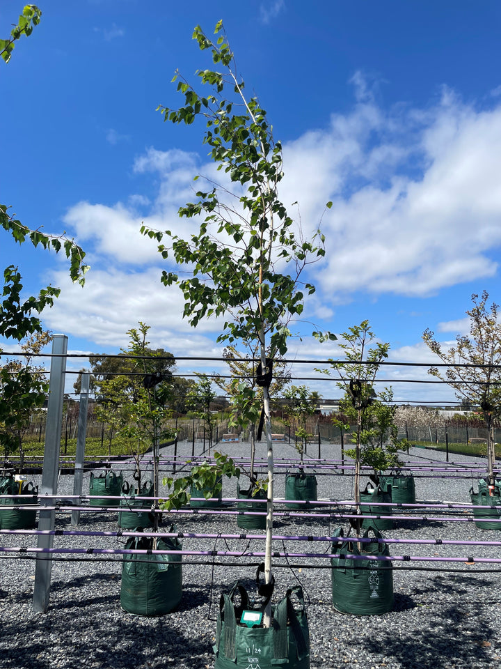 Betula Pendula 'Alba'