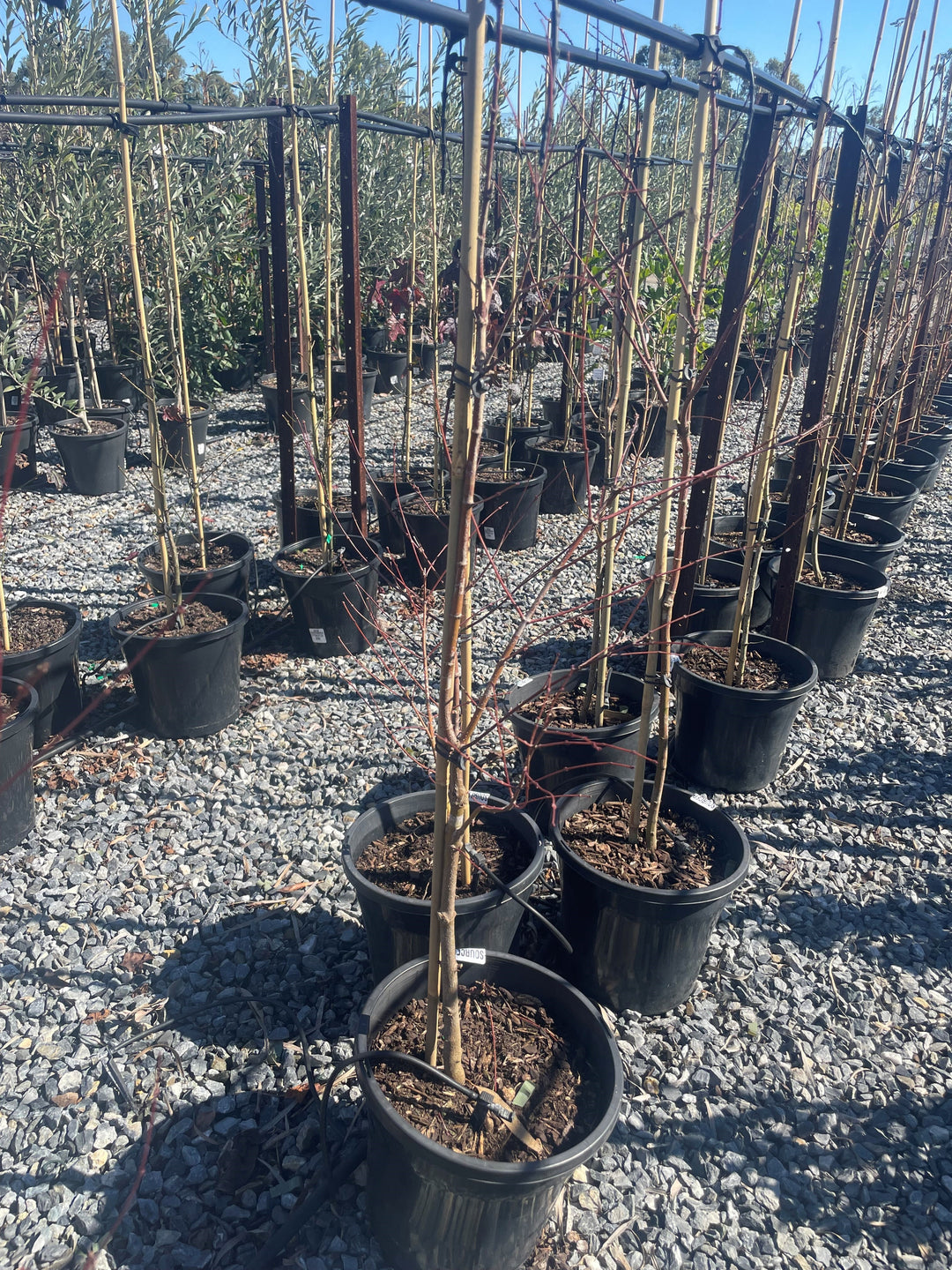 Betula Pendula &