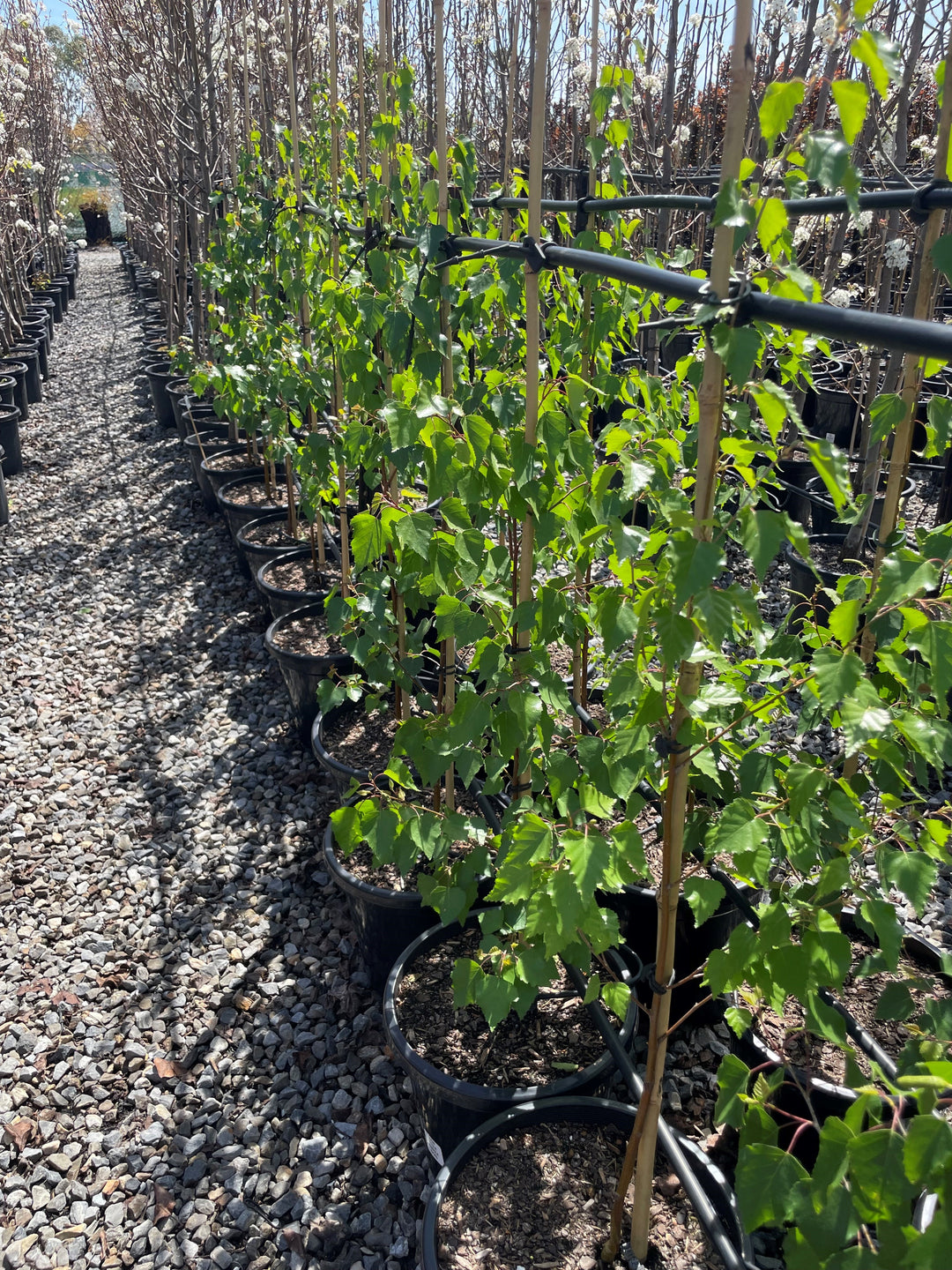 Betula Pendula 'Alba'
