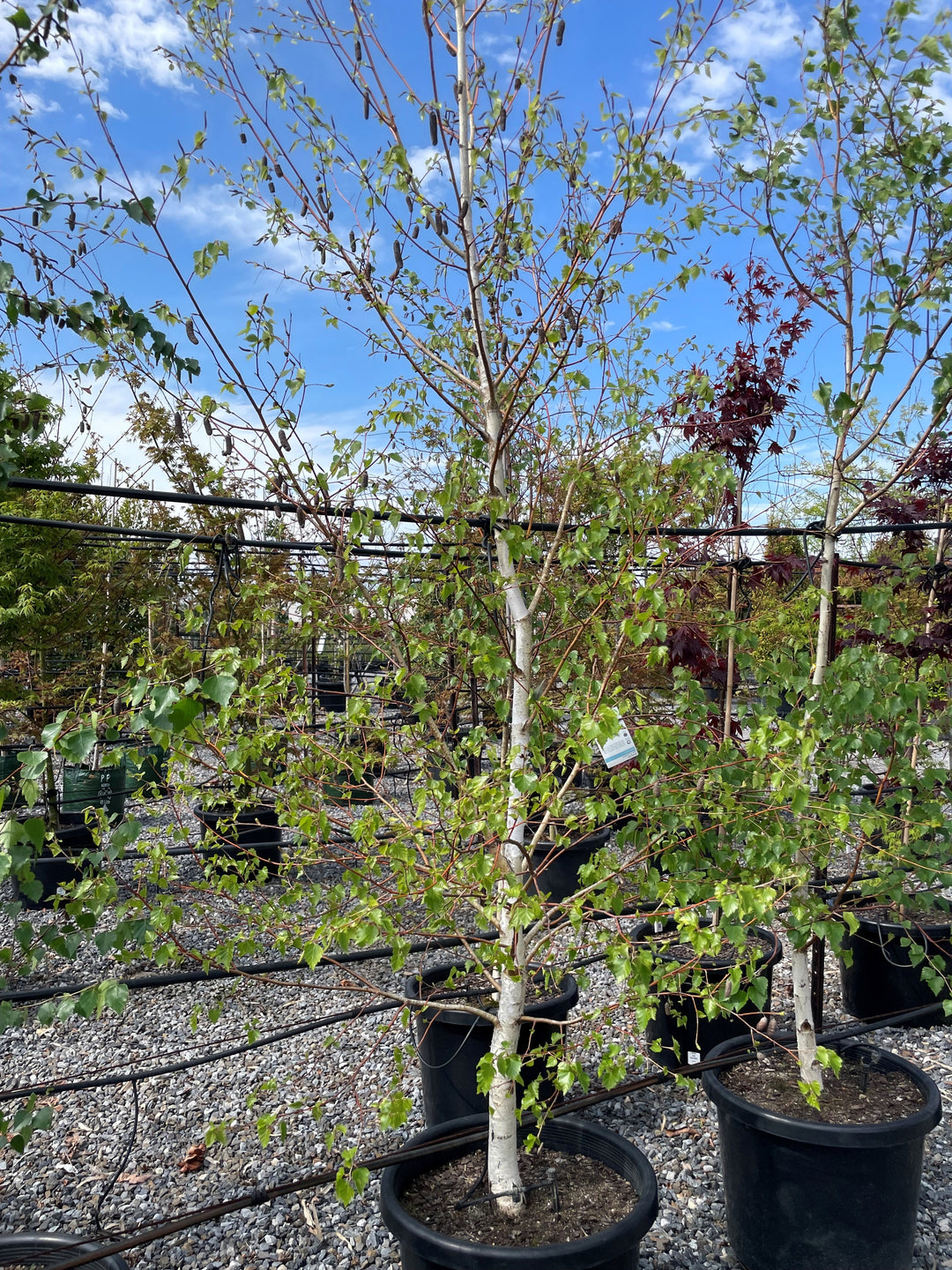 Betula Pendula 'Alba'