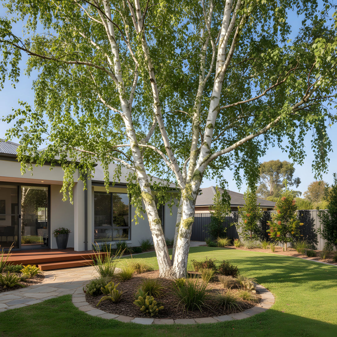 Betula Pendula 'Alba' 300mm Pot for sale Adelaide Plant Co