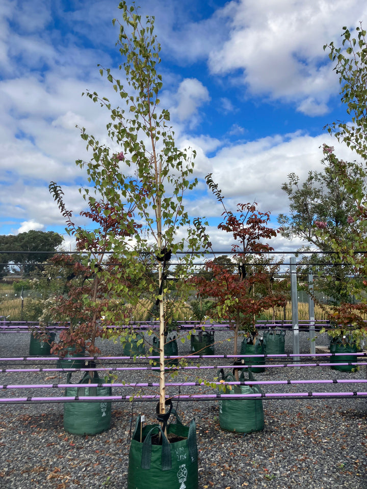 Betula Pendula &