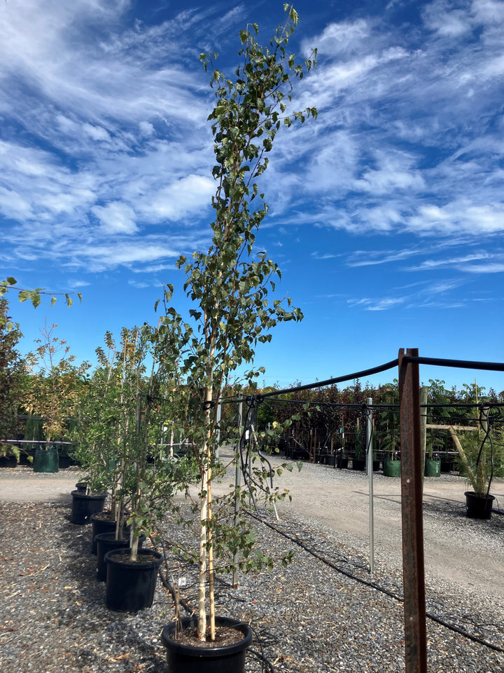 Betula Pendula &