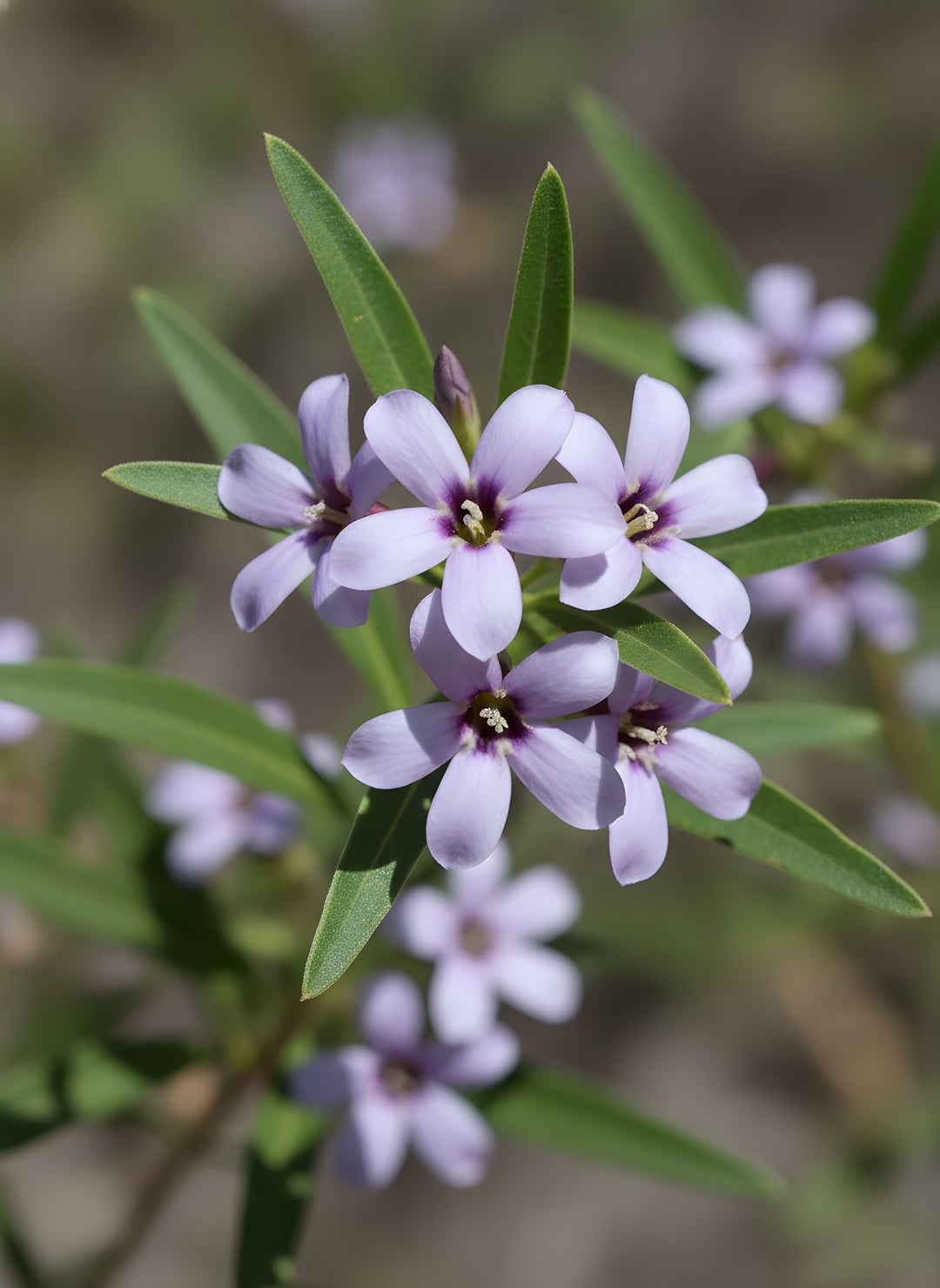 Billardiera cymosa 140mm Pot for sale Adelaide Plant Co