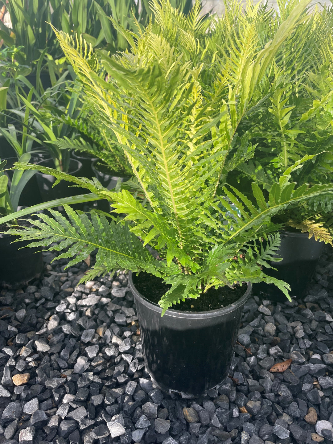 Blechnum gibbum 'Silver Lady' 180mm Pot for sale Adelaide Plant Co