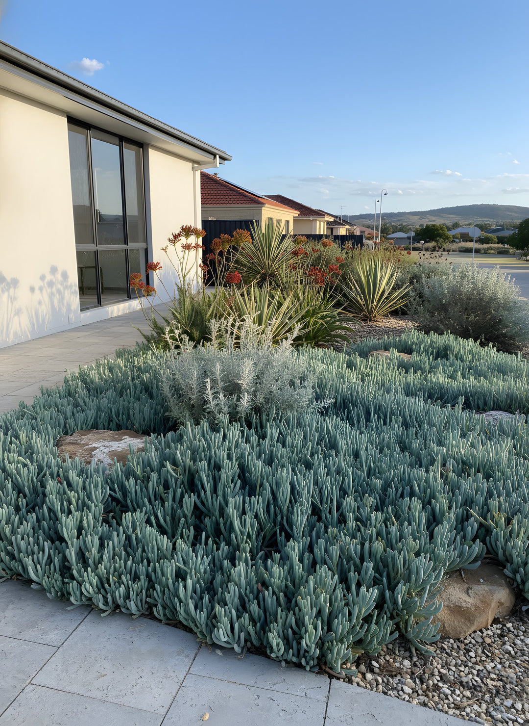 Senecio Mandraliscae &