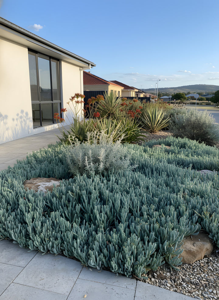 Senecio Mandraliscae &