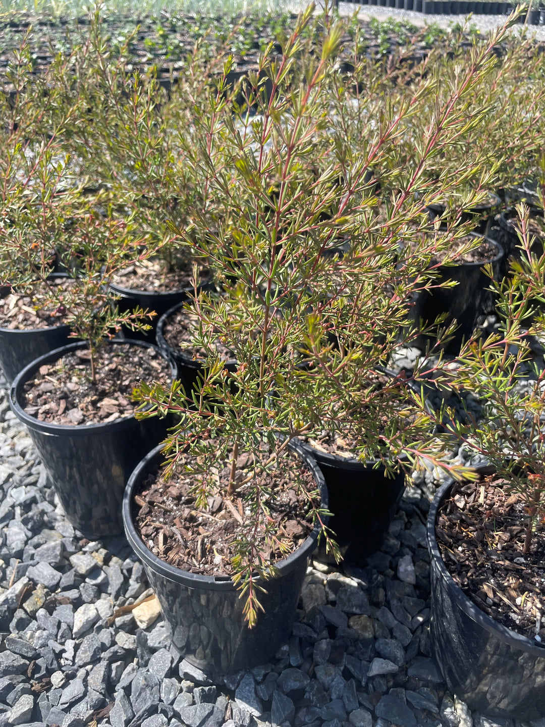 Boronia Megastigma