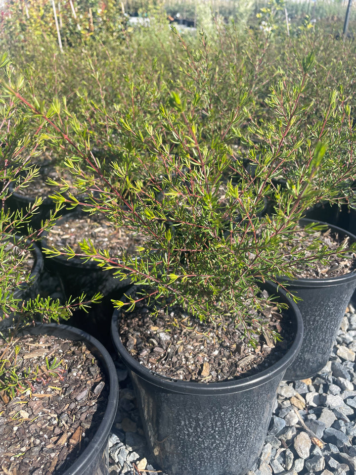 Boronia Megastigma 200mm Pot for sale Adelaide Plant Co