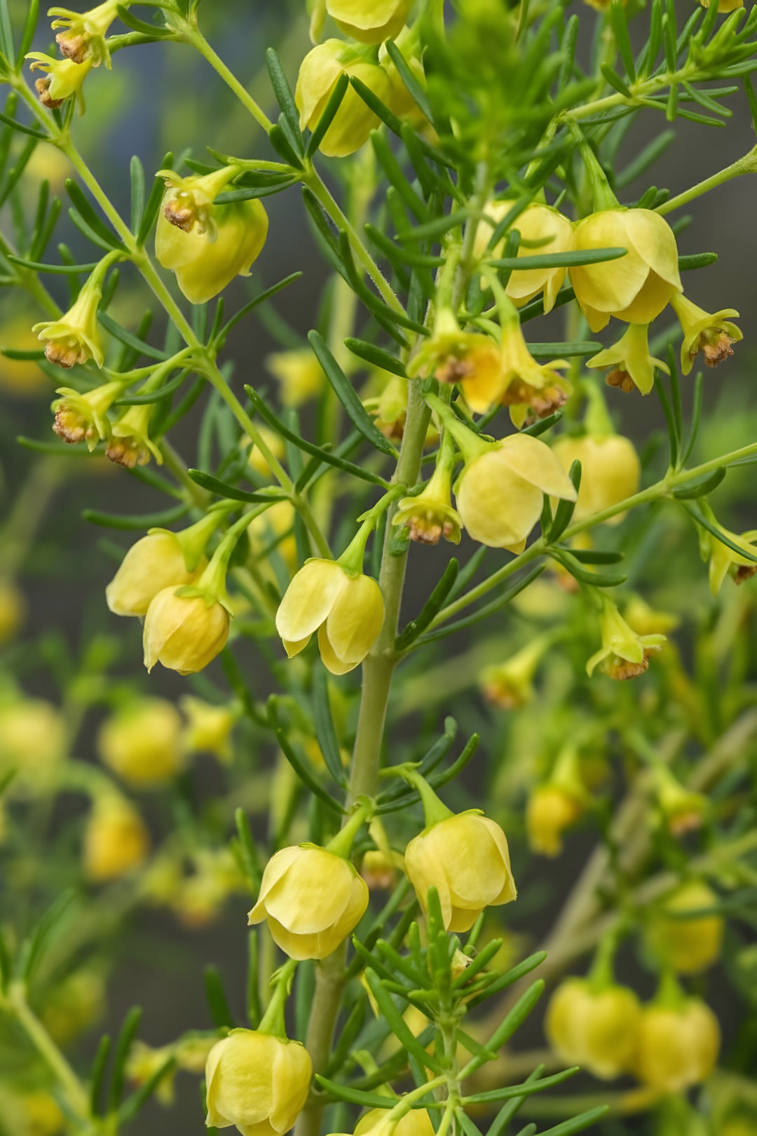 Boronia megastigma Lutea 140mm Pot for sale Adelaide Plant Co